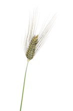 Macha wheat, grain, exempted, Dinklage, Lower Saxony, Germany