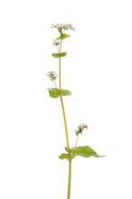 Buckwheat (Fagopyrum), cereal, optional, Dinklage, Lower Saxony, Germany