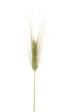 Einkorn (Triticum monococcum), cereal, exempted, Dinklage, Lower Saxony, Germany