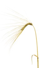 Winter barley (Hordeum vulgare), cereal, released, Dinklage, Lower Saxony, Germany