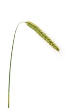 Winter rye, rye (Secale cereale), cereals, optional, Dinklage, Lower Saxony, Germany