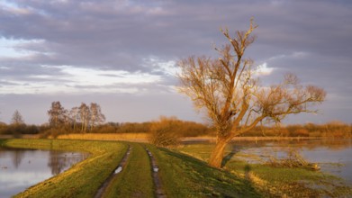 Tree on the Hunte at sunset in Ochsenmoor at Dümmer See, Hüde, Lower Saxony, Germany