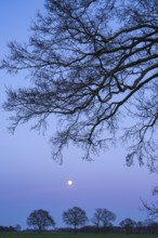 Silhouettes of oak trees (Quercus) in front of evening sky with moon at blue hour, tree, Telbrake,