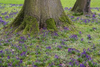 Crocuses (Crocus) and beech tree in Oldenburg Castle Park, Oldenburg, Lower Saxony, Germany