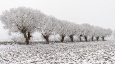 Winter willows in snow, Vechta, Lower Saxony, Germany