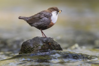 White-throated White-throated Dipper (Cinclus cinclus) sitting on a stone with food, Blomberg,