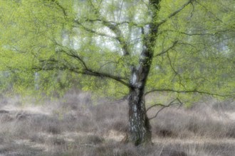 Birches (Betula) in the moor, Vechta, Lower Saxony, Germany