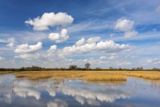Reeds on the banks of Dümmer, Lake Dümmer, Hüde, Lower Saxony, Germany