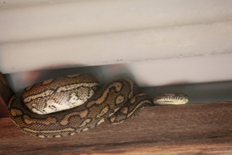 Snake relaxing under a corrugated roof in a local carpark. Resting carpet python, Byron Bay, New