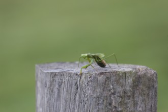 Large giant mantis resting on a wooden fence post in the outdoor light. Macro view, Byron Bay, New