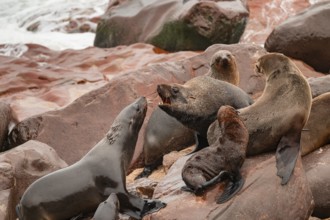 Male fur seals fighting for territory, Cape fur seal (Arctocephalus pusillus), Cape Cross, Atlantic