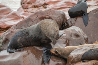 Seal colony, fur seal sleeping, Cape fur seal (Arctocephalus pusillus), Cape Cross, Atlantic coast,