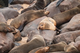 Seal colony, fur seal sleeping, Cape fur seal (Arctocephalus pusillus), Cape Cross, Atlantic coast,