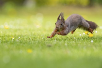 Running squirrel (ciurus vulgaris), Vechta, Lower Saxony, Germany