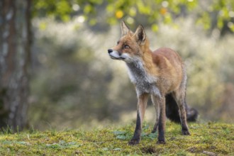 Attentive fox (Vulpes vulpes) on a tree, Zandvoort, Netherlands