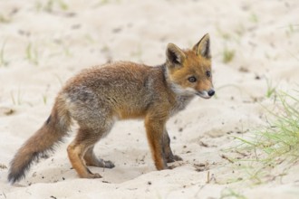 Fox (Vulpes vulpes), puppy, young fox, cute, Zandvoort, Netherlands