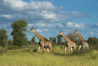Giraffe (Giraffa) in the savannah, Kruger National Park, South Africa