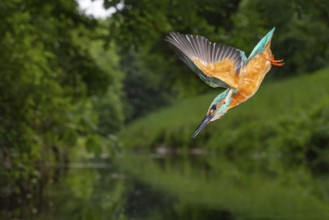 Kingfisher (Alcedo atthis) hunting, Vechta, Lower Saxony, Germany