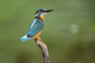 Kingfisher (Alcedo atthis) on a perch, Vechta, Lower Saxony, Germany