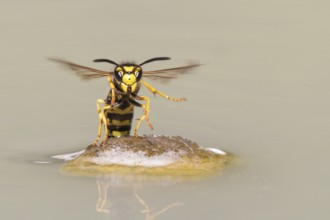Wasps (Vespinae) in flight, Vechta, Lower Saxony, Germany