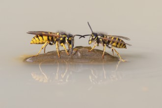 Wasps (Vespinae), Vechta, Lower Saxony, Germany