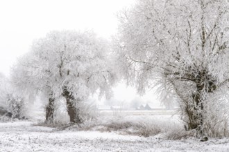 Willows in snow, winter, Vechta, Lower Saxony, Germany