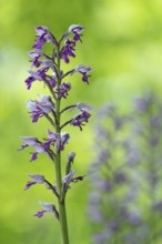 Helm's-orchid (Orchis militaris), Leutra, Jena, Thuringia, Germany