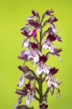 Purple Orchid (Orchis purpurea), Leutra, Jena, Thuringia, Germany