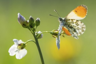 Aurora butterfly (Anthocharis cardamines) on meadow foamwort at sunset in spring, butterfly,