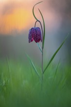 Snake's Head Fritillary (Fritillaria meleagris) at sunrise in a wet meadow in spring, Berne, Lower