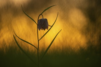 Snake's Head Fritillary (Fritillaria meleagris) at sunrise in a wet meadow in spring, Berne, Lower