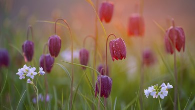 Snake's Head Fritillary (Fritillaria meleagris) in a wet meadow in spring, Berne, Lower Saxony,