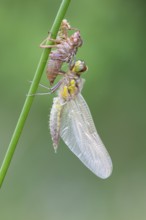 Methamorphosis of a four-spot (Libellula quadrimaculata), dragonfly, Oldenburger Münsterland, moor,