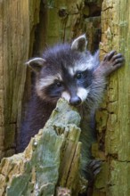 Young raccoon (Procyon lotor) on a discovery tour, Steinhagen, North Rhine-Westphalia, Germany