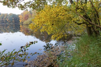Autumn in the Ahlhorn Fish Ponds Nature Reserve of the Lower Saxony State Forests, Ahlhorn, Lower