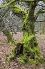 Old trees with dead wood in the Hudewald Urwald tree trail in the Ahlhorner Fischteiche nature