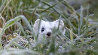 Ermine (Mustela erminea), in winter fur, Münster, Tyrol, Austria