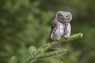 Pygmy Owl (Glaucicium passerinum), sitting on a spruce tree, Pillberg, Pill, Tyrol, Austria