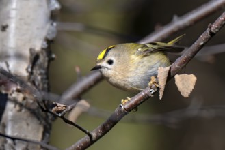 Goldcrest (Regulus regulus), Pillberg, Pill, Tyrol, Austria