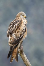 Red kite (Milvus milvus), sitting on a branch, Münster, Tyrol, Austria
