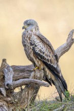 Red kite (Milvus milvus), sitting on dead wood, Münster, Tyrol, Austria