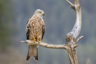 Red kite (Milvus milvus), sitting on a branch, Münster, Tyrol, Austria
