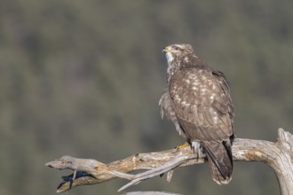 Common buzzard (Buteo buteo) sitting on a branch, Terfens, Tyrol, Austria