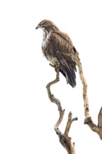 Common buzzard (Buteo buteo) sitting on a branch, Terfens, Tyrol, Austria