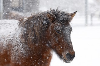 Icelandic horse (Equus islandicus) covered with snow and ice in winter in a snowstorm,