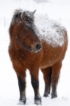 Icelandic horse (Equus islandicus) covered with snow and ice in winter in a snowstorm,