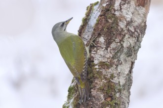 Grey-headed woodpecker (Picus canus), or great spotted woodpecker, female on a birch overgrown with