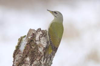 Grey-headed woodpecker (Picus canus), or great spotted woodpecker, female at a birch tree,