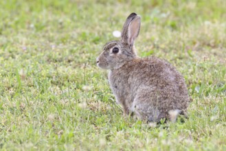Wild rabbit (Oryctolagus cuniculus), sitting in a meadow, adult, alert, wildlife, animals, rodent,