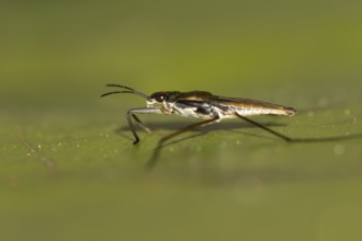 Common pond skater (Gerris lacustris) adult insect on a water lily pad or leaf on the water surface